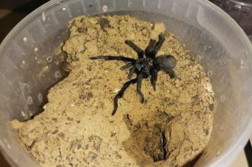 Spinnen und Skorpione kaufen und verkaufen Foto: Moderatum adult fresh male Spinnen und Skorpione kaufen und verkaufen Foto: Moderatum adult fresh male