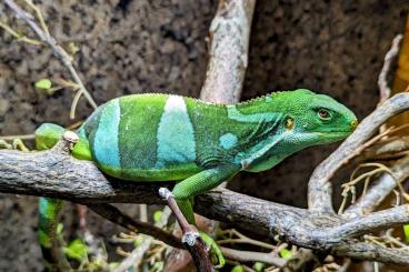 Lizards kaufen und verkaufen Photo: 1,0 Brachylophus fasciatus Lizards kaufen und verkaufen Photo: 1,0 Brachylophus fasciatus