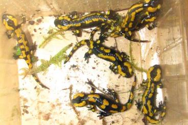 Salamander kaufen und verkaufen Foto: Feuersalamander NZ 2023 salamandra terristris