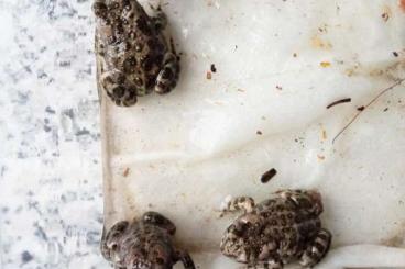 frogs kaufen und verkaufen Photo: Wechselkröte bufotes viridis NZ 2023