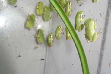 Frösche kaufen und verkaufen Foto: Europäischer Laubfrosch hyla arborea NZ 2024 Frösche kaufen und verkaufen Foto: Europäischer Laubfrosch hyla arborea NZ 2024