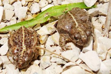 Frösche kaufen und verkaufen Foto: Epidalea calamita Kreuzkröte NZ 2024 Frösche kaufen und verkaufen Foto: Epidalea calamita Kreuzkröte NZ 2024