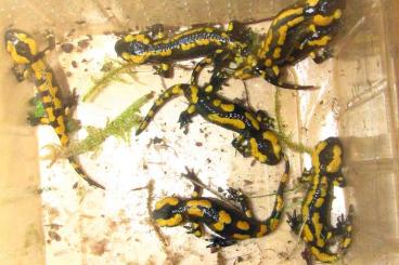 salamanders kaufen und verkaufen Photo: Feuersalamander NZ 2025 salamandra terristris