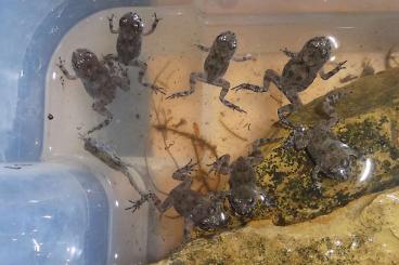 Frösche kaufen und verkaufen Foto: Gelbbauchunke NZ 2025 bombina variegata Frösche kaufen und verkaufen Foto: Gelbbauchunke NZ 2025 bombina variegata