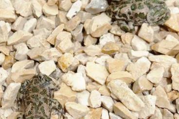 Frösche kaufen und verkaufen Foto: Wechselkröte NZ 2025 bufotes viridis Frösche kaufen und verkaufen Foto: Wechselkröte NZ 2025 bufotes viridis