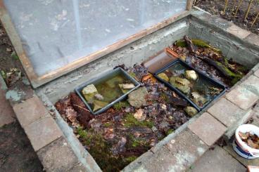 salamanders kaufen und verkaufen Photo: Feuersalamander NZ 2025 salamandra terristris salamanders kaufen und verkaufen Photo: Feuersalamander NZ 2025 salamandra terristris