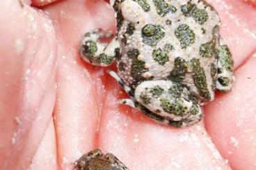 frogs kaufen und verkaufen Photo: Wechselkröte NZ 2025 bufotes viridis frogs kaufen und verkaufen Photo: Wechselkröte NZ 2025 bufotes viridis
