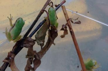 Frösche  kaufen und verkaufen Photo: Europäischer Laubfrosch hyla arborea NZ 2025