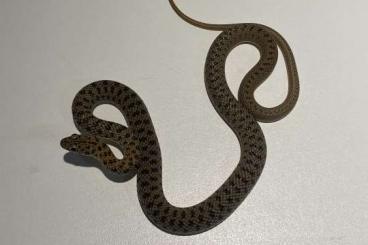 Schlangen kaufen und verkaufen Foto: Dolichophis schmidti cb20