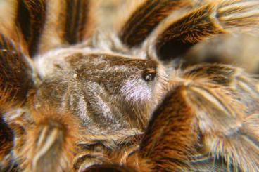 - bird spiders kaufen und verkaufen Photo: SUCHE G.pulchra und G.rosea - bird spiders kaufen und verkaufen Photo: SUCHE G.pulchra und G.rosea