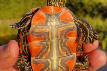 Sumpfschildkröten kaufen und verkaufen Foto: Emys orbicularis und Chrysemys p. belli