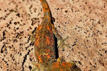 Lizards kaufen und verkaufen Photo: M. chaoua Grand Terre proven breeder, 0,1