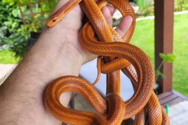 Snakes kaufen und verkaufen Photo: 1.2 adult Elaphe dione vladivostok 