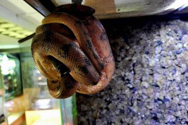 Schlangen kaufen und verkaufen Foto: 1.1 Corallus hortulanus Hamm , Houten 