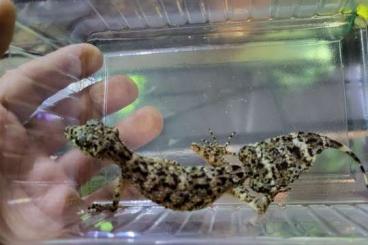 Lizards kaufen und verkaufen Photo:  Hamm ,Houten 1,2 Phyllurus amnicola  Adult 