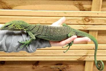 andere Echsen kaufen und verkaufen Foto: Varanus  prasinus breeding couple