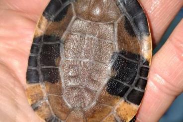 Schildkröten kaufen und verkaufen Foto: Platemys platycephala cb 25 Schildkröten kaufen und verkaufen Foto: Platemys platycephala cb 25