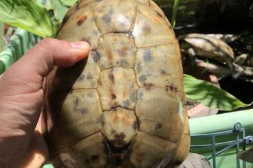 Schildkröten  kaufen und verkaufen Foto: Pelusios for Verona 03 october