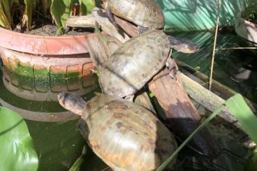 Schildkröten  kaufen und verkaufen Foto: Pelusios for Verona reptiles