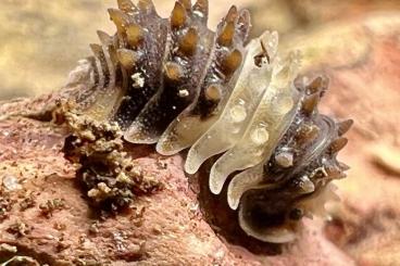 Krebstiere terrestrisch kaufen und verkaufen Foto: Asseln und Tausendfüsser aus Indonesien, Thailand, Malaysia, Cubaris Krebstiere terrestrisch kaufen und verkaufen Foto: Asseln und Tausendfüsser aus Indonesien, Thailand, Malaysia, Cubaris