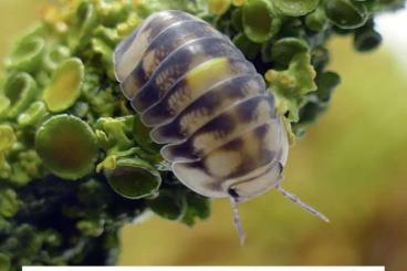 Insects kaufen und verkaufen Photo: Biete Cubaris, Isopods, Kugler, Rhopalomeris, Millipeds, Scolopendra