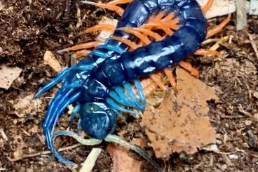 Myriapoda kaufen und verkaufen Photo: Biete NZ von Scolopendra spec "Malaysian Jewel" Myriapoda kaufen und verkaufen Photo: Biete NZ von Scolopendra spec "Malaysian Jewel"