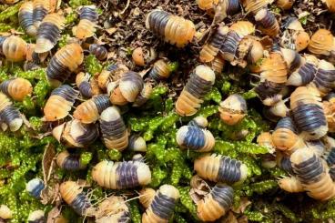 Krebstiere terrestrisch kaufen und verkaufen Photo: Biete Nachzuchten von Cubaris und Ardentiella sowie weissfaules Holz Krebstiere terrestrisch kaufen und verkaufen Photo: Biete Nachzuchten von Cubaris und Ardentiella sowie weissfaules Holz