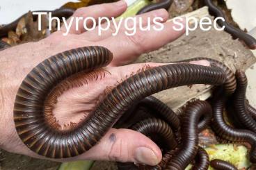 Krebstiere terrestrisch kaufen und verkaufen Foto: Biete Cubaris, Porcellio und Armadillidium zu Sonderpreisen Krebstiere terrestrisch kaufen und verkaufen Foto: Biete Cubaris, Porcellio und Armadillidium zu Sonderpreisen