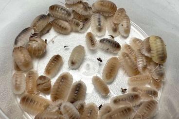 Krebstiere terrestrisch kaufen und verkaufen Foto: Biete Cubaris Nachzuchten für die Terraristika im September Krebstiere terrestrisch kaufen und verkaufen Foto: Biete Cubaris Nachzuchten für die Terraristika im September