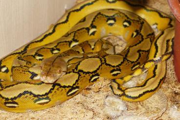 Schlangen kaufen und verkaufen Foto: Python reticulatus SD platinum