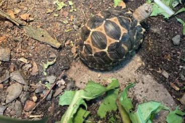 Landschildkröten kaufen und verkaufen Foto: Strahlenschildkröten (Astrochelys Radiata)
