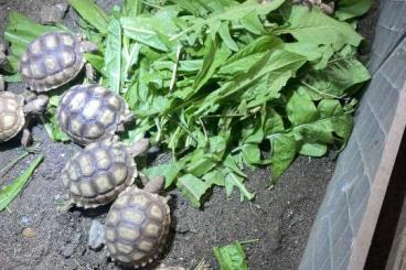 Landschildkröten kaufen und verkaufen Foto: Geochelone sulcata Spornschildkröte