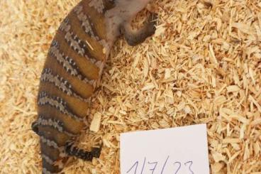 Skinke kaufen und verkaufen Foto: Tiliqua scincoides intermedia für Hamm Skinke kaufen und verkaufen Foto: Tiliqua scincoides intermedia für Hamm