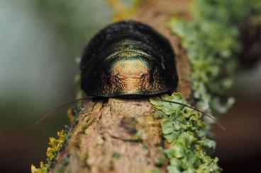 Insects kaufen und verkaufen Photo: Pseudoglomeris magnifica - Smaragdschabe