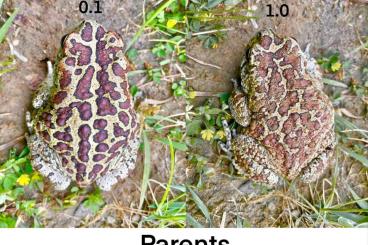 frogs kaufen und verkaufen Photo: Cb Sclerophrys mauritanica
