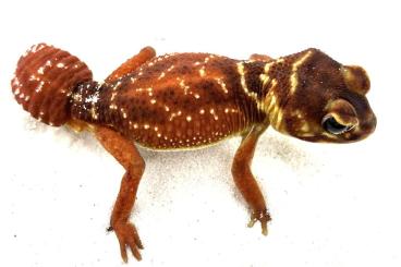 Geckos kaufen und verkaufen Photo: 1.1 Nephrurus levis levis, CB 2021, proven pair