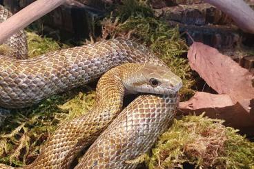 Nattern ungiftige kaufen und verkaufen Foto: Elaphe climacophora 0,1 DNZ 2021 Nattern ungiftige kaufen und verkaufen Foto: Elaphe climacophora 0,1 DNZ 2021