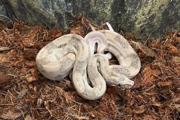 Boas kaufen und verkaufen Foto: Sharp Snowglow and hets ready for a new home