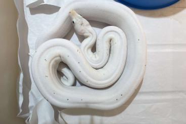 Schlangen kaufen und verkaufen Foto: 1.1 Super Fire 2020 Boa constrictor