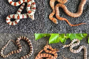 Schlangen kaufen und verkaufen Foto: Lampropeltis Leonis / Zonata Pulchra / Alterna / Taylori /Het Palmetto