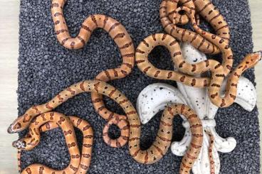 Schlangen kaufen und verkaufen Foto: Lampropeltis Königsnatter Leonis | Zonata Pulchra | Alterna | Palmetto