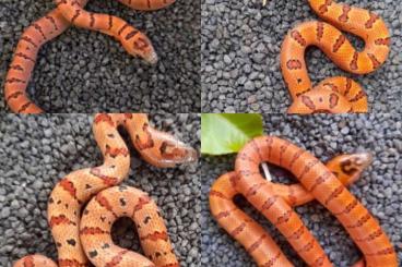 Schlangen kaufen und verkaufen Foto: Lampropeltis Leonis / Thayeri Königsnattern für Hamm