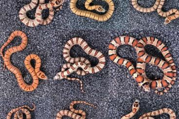 Snakes kaufen und verkaufen Photo: Lampropeltis Königsnatter LEONIS für Hamm 09.03 | Alterna | Panda Pied