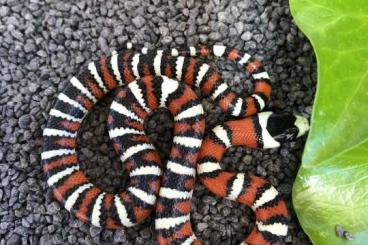 Nattern ungiftige  kaufen und verkaufen Foto: >> Lampropeltis for Snakeday Kingsnakes, Milksnakes, Leonis, Thayeri