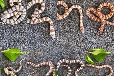 Schlangen kaufen und verkaufen Foto: Lampropeltis für Hamm 11.06.22 Greeri Superhypo / Leonis Hulk/ Taylori