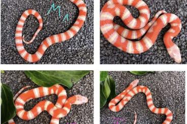 Schlangen kaufen und verkaufen Foto: Königsnatter Lampropeltis Leonis | Ruthveni Albino |Palmettos |Zonata 