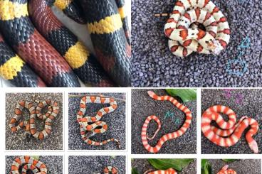 Schlangen kaufen und verkaufen Foto: Lampropeltis Blairi Königsnatter, Kornnatter, Mandarinnatter für Hamm 