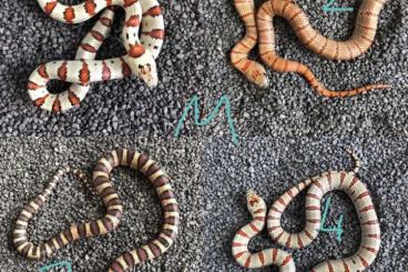 Schlangen kaufen und verkaufen Foto: Lampropeltis Leonis / Ruthveni Albino Zipper / Triangulum Syspila Hypo