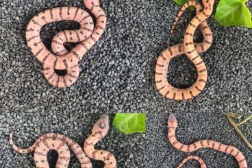 Snakes kaufen und verkaufen Photo: Königsnatter # Lampropeltis # Leonis # Greeri # Zonata # RuthveniAlbin