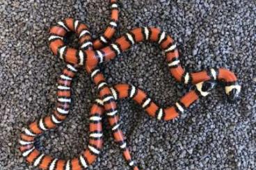 Schlangen kaufen und verkaufen Foto: Königsnatter, Lampropeltis Leonis #Superhypo Greeri #Het palmetto #Zon